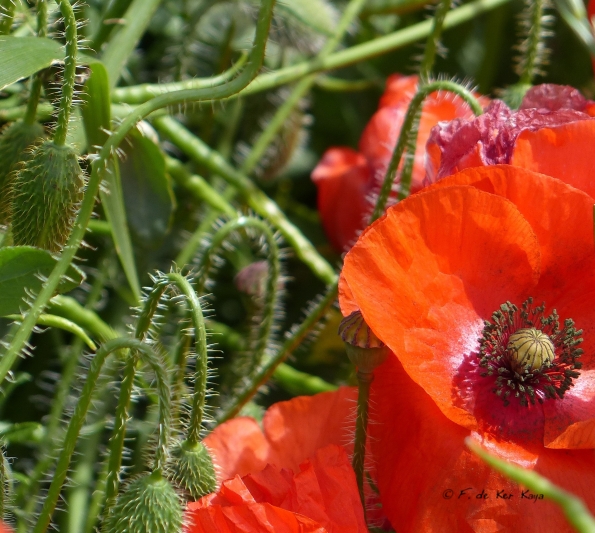 Poppies in the wind V